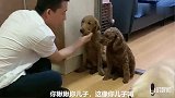 主人疑惑，小迷糊究竟是谁的孩子，主人准备教训泰迪，被老四阻止