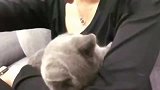男友说怀孕不给养猫, 今天回来跟它说不要它, 它在我手臂上哭
