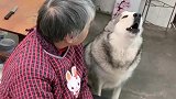 汪星人洛洛又想吃肉了，看它的反应太可爱了，都忍住别笑