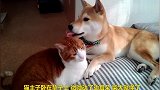 主仆关系的这对猫狗,太搞笑了