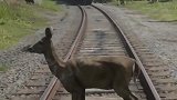 太危险了，这鹿竟站在铁轨上，直接被火车撞飞