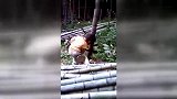 5岁小男孩为了生活区砍竹子，一刀刀的好熟练