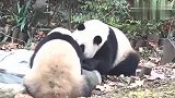 熊猫宝宝之间的冷战，宝宝生气了！