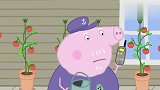小猪佩奇：完蛋！猪爷爷把爸爸的金靴子，竟然种上了番茄！