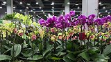 2020亚洲花卉产业博览会新闻发布会广州举办
