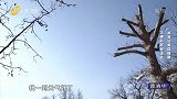 正确补钙有讲究，吃钙片补充维生素是关键