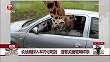 英国 长颈鹿探入车内讨吃的 游客关窗玻璃炸裂