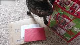 好搞笑的猫咪啊，竟然望着袋子上的猫咪，这是想一起玩吗