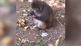 求猴子心里阴影面积~