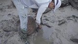 小伙赶海遇到了一块宝地，到处都是海货也太痛快了