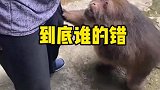 这明明不是自己的错，为什么错还在自己
