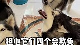 家里要有小狗宝了