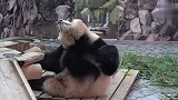 史上最敬业的熊猫！看到游客过去打招呼，场面笑爆了