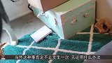 回家发现狗子拆了家，打电话给丈夫让丈夫教训狗，下一秒憋住别笑