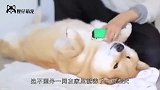 柴犬哄宝宝睡着后，守在旁边也睡着了，画面简直太暖心了