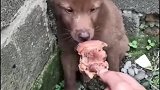 狗子：别以为你拿块肉，我就会原谅你！