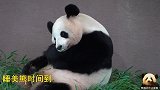 熊猫樱浜太困了，坐着都能睡着，超萌睡姿可爱得一塌糊涂