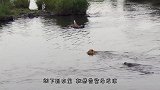 一头狮子正在过河，突然感觉背后发凉，下一秒一只鳄鱼就扑了上去
