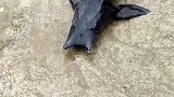 变异鲟鱼，看着有点吓人