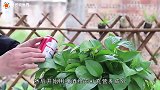 绿萝可是名副其实的“小酒鬼”没事爱喝一杯，新芽疯长