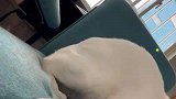 猫咪脚指甲被卡，巧妙用瑜伽动作脱困