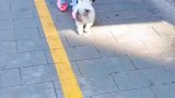 女儿被小狗伴到，可气死女儿了