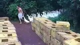农村大叔杀鸡给猴看，逮住领头的大鹅，其他都乖乖的跟着走了！