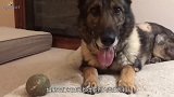 来自退役军犬的“哭泣”，独自生活在黑暗角落，却不伤害人类！