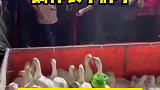 鹅伸长了脖子等着套圈