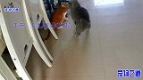 被领养的橘猫回来过年，好奇胖公猫成天追着它不放，橘猫被激怒了