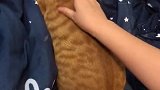 橘猫：主人手法不错，按摩起来真舒服！