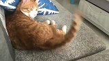 橘猫：别再碰我尾巴，让本尊自我安慰一会