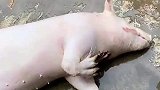 五根手指头的猪，这谁敢吃啊