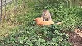 美国橘猫对战狸花猫，意想不到的事情发生了，镜头拍下全过程！