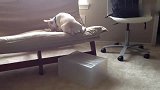一只小短腿的斗牛犬狗狗，聪明的自己爬上了沙发