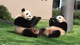 大熊猫动物园生活点滴,各种温馨搞怪瞬间,从小萌到大