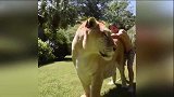 319公斤狮虎温驯如猫 外强中干是自然界的悲剧