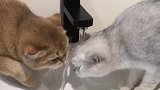 花猫：你喝不上水怪谁？谁让你这么胖了啊！