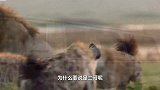 为啥鬣狗会怕非洲人？短短一分钟的视频，满满全是震撼！