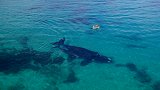 壮观！澳大利亚两头鲸鱼从划桨者身旁游过