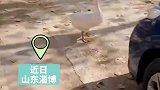 女子开车路遇大鹅挡路