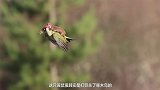 啄木鸟背着黄鼠狼在飞,什么神仙组合,真相居然是这样的!