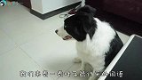 边牧最喜欢的词，二哈最喜欢的词，分别会是什么？