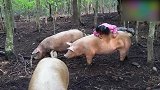 三只猪围着小女孩转，猪也不拒绝被小女孩骑，好开心啊！