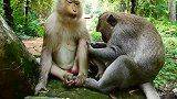 猴仔向母猴求爱，成功以后没想到变成奴才了