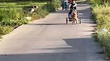 男子自制狗拉车，没想到刚上路就不受控制