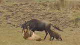 弱肉强食！角马在鬣狗的追杀下挣扎求生