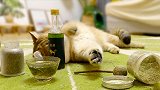 主人买来市面上所有猫薄荷，还没喝到猫薄荷酒，猫就醉到不醒喵事
