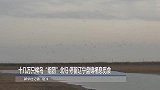 十几万只候鸟“组团”北归 停留辽宁盘锦栖息觅食