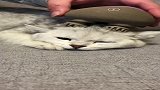 猫咪按摩神器，哪只猫能抗拒啊，网友：都快成锡纸烫了